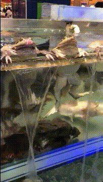 0e8d0af6eae94a7aa334d3192061f1d4.gif